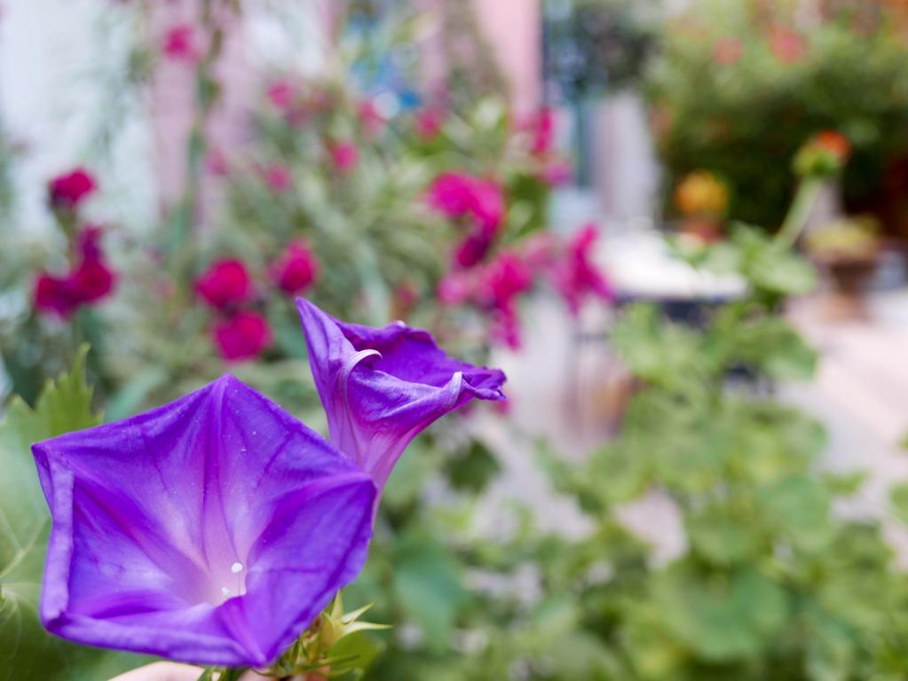 ホテル Vieux Port Panier Jardin マルセイユ エクステリア 写真