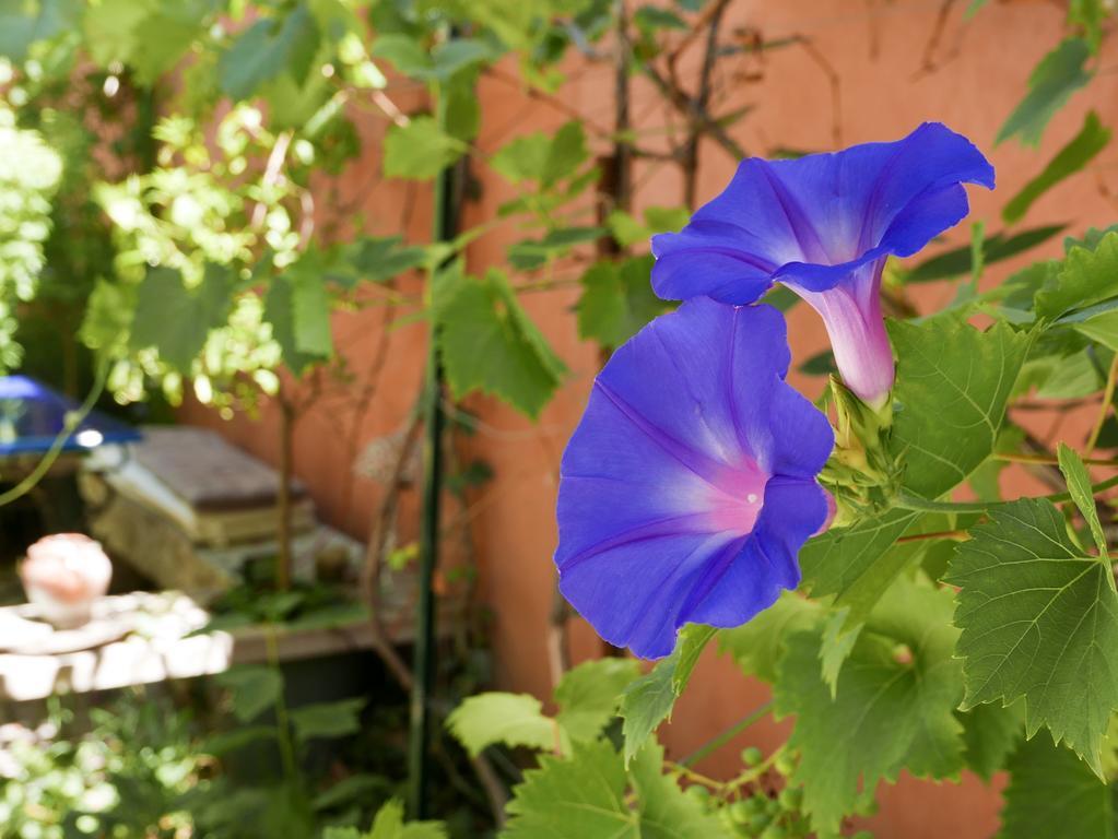 ホテル Vieux Port Panier Jardin マルセイユ エクステリア 写真