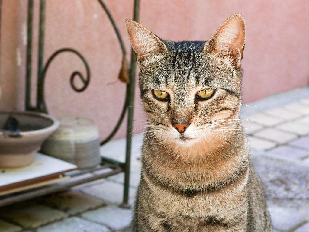 ホテル Vieux Port Panier Jardin マルセイユ エクステリア 写真